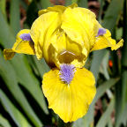 Happy Easter - SDB Standard Dwarf Bearded