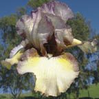 Happy New Year - reblooming tall bearded Iris