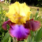 Harvest Faire - tall bearded Iris