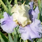 Haut Les Voiles - tall bearded Iris