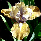 Havitur Way - SDB Standard Dwarf Bearded