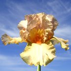 Hazel Jean - fragrant tall bearded Iris