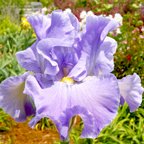 He-Man Blues - fragrant tall bearded Iris