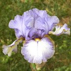 Headline Banner - fragrant reblooming Border bearded Iris