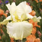 Heavenly Halo - tall bearded Iris