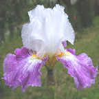 Heaven's Door - tall bearded Iris