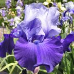 Helen K. Armstrong - reblooming tall bearded Iris