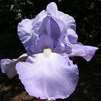 Helen McGregor - tall bearded Iris