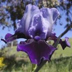 Hellcat - Intermediate bearded Iris