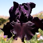 Hello Darkness - reblooming tall bearded Iris