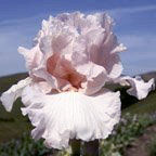 Her Pinkness - fragrant tall bearded Iris