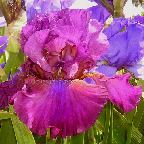Her Royal Highness - fragrant reblooming tall bearded Iris