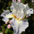 Hers - fragrant Intermediate bearded Iris