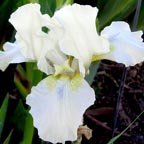 Hi - fragrant reblooming Intermediate bearded Iris