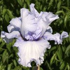 Hidden Riches - tall bearded Iris
