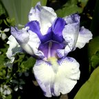 Hidden Surprise - tall bearded Iris