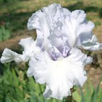 High Blue Sky - tall bearded Iris