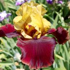 High Drama - fragrant tall bearded Iris