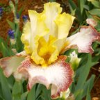 High Energy - reblooming tall bearded Iris