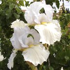 High Ho Silver - fragrant reblooming tall bearded Iris