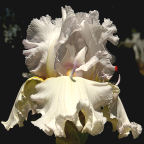 High Impact - fragrant reblooming tall bearded Iris