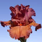 Highland Games - tall bearded Iris