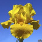 Highlands Nugget - fragrant Intermediate bearded Iris