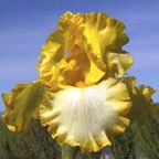 His Honor - Border bearded Iris