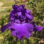 His Royal Highness - reblooming tall bearded Iris