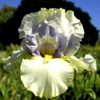 His and Hers - reblooming tall bearded Iris