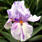 Hit and Miss - tall bearded Iris