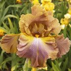 Hobo Heaven - fragrant tall bearded Iris