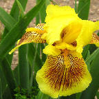 Hold That Tiger - tall bearded Iris