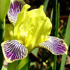 Holiday in Mexico - fragrant reblooming MDB Miniature tall Bearded Iris