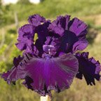 Hollywood Nights - tall bearded Iris