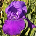 Hollywood and Vine - fragrant tall bearded Iris