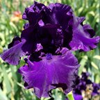 Holy Night - reblooming tall bearded Iris