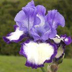 Home Style - tall bearded Iris