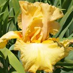 Honey Crunch - fragrant tall bearded Iris