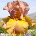 Honey Mocha - tall bearded Iris