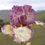 Honeymoon Dance - tall bearded Iris
