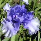 Honky Tonk Blues - fragrant reblooming tall bearded Iris