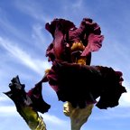 Hoosier Pride - tall bearded Iris