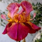Horned Rosyred - tall bearded Iris