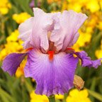 Hot Gossip - tall bearded Iris