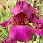 Hot Spiced Wine - fragrant reblooming tall bearded Iris