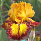 Hot Streak - tall bearded Iris