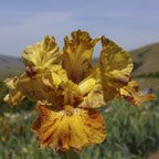 Hotdogs and Mustard - tall bearded Iris