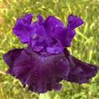 Houdini - tall bearded Iris