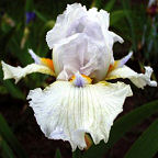 Howdy Do - tall bearded Iris